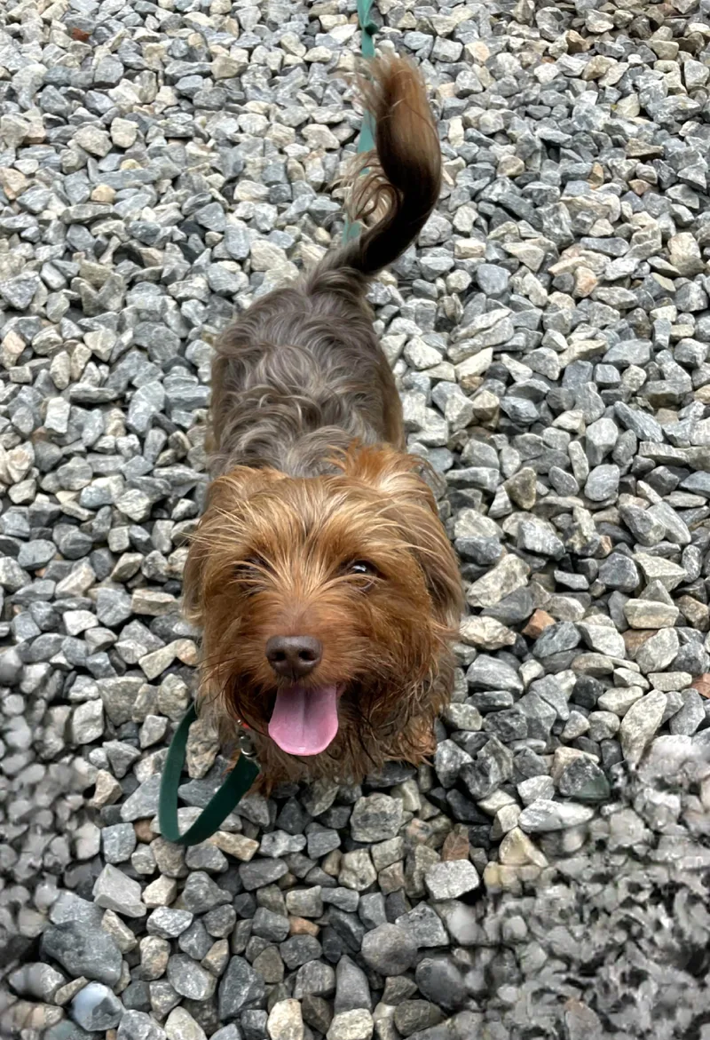 An adult medium-sized male Yorkshire Terrier dog named Rocky for adoption in Terryville, CT