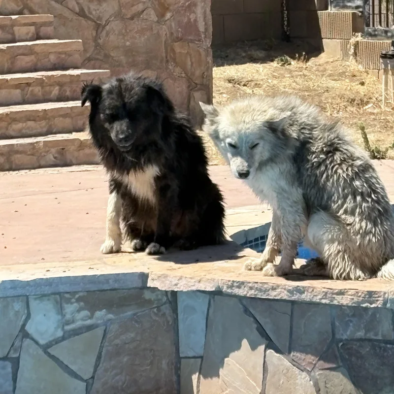A young medium-sized male Gray / Blue / Silver Australian Shepherd dog named Sawyer for adoption in Palmdale, CA