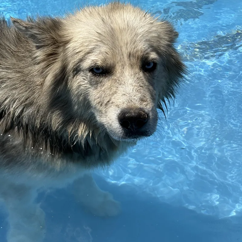 Sawyer thumbnail 2