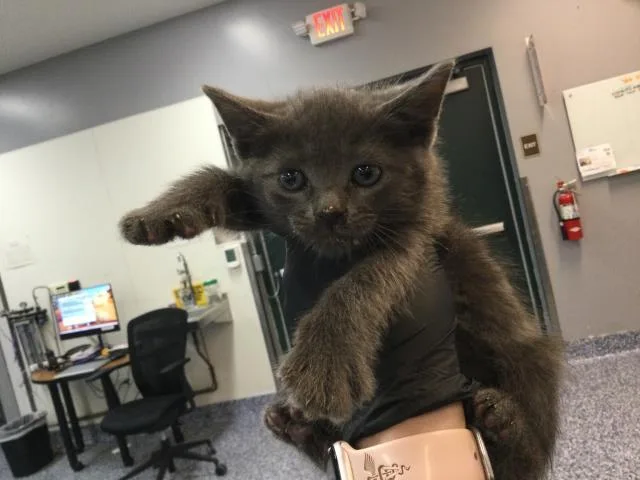 A baby small-sized male Domestic Short Hair cat named Storm for adoption in Thousand Palms, CA