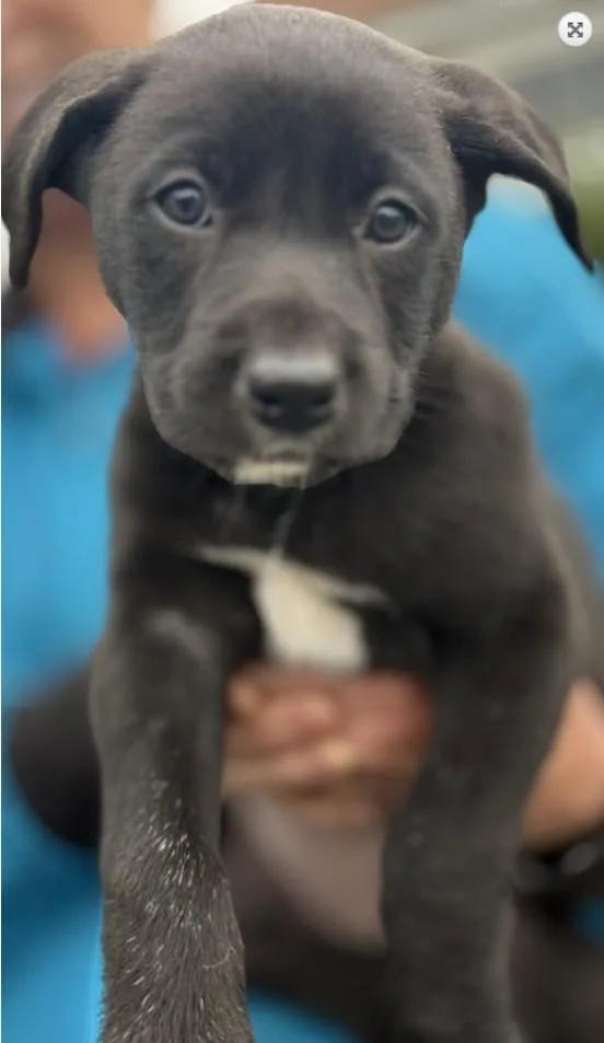 A baby large-sized female Border Collie dog named Mustang Sally for adoption in Landenberg, PA