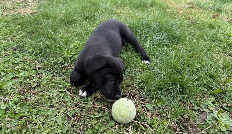 Mustang Sally thumbnail 3