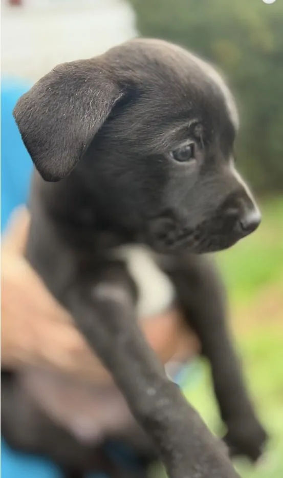 Mustang Sally thumbnail 4