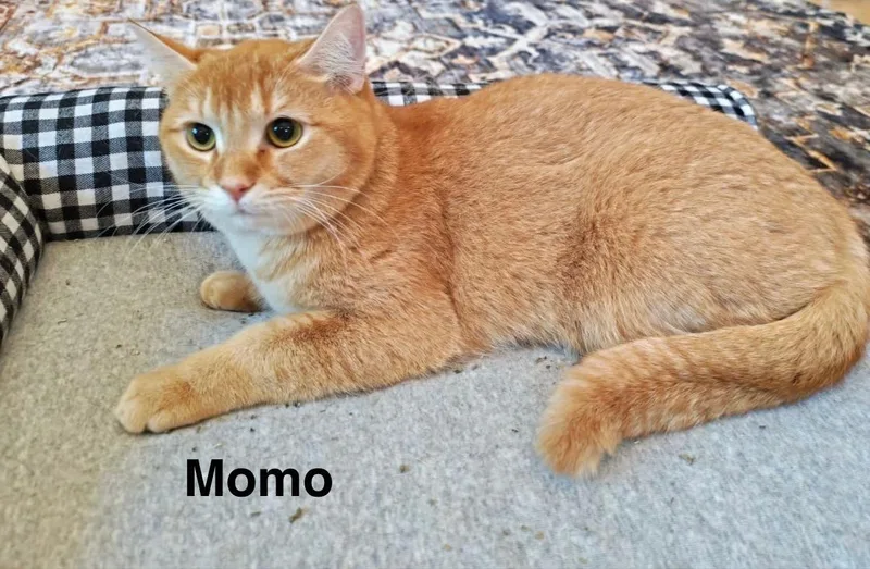 A young medium-sized male Orange / Red Scottish Fold cat named Momo Q for adoption in Buford, GA