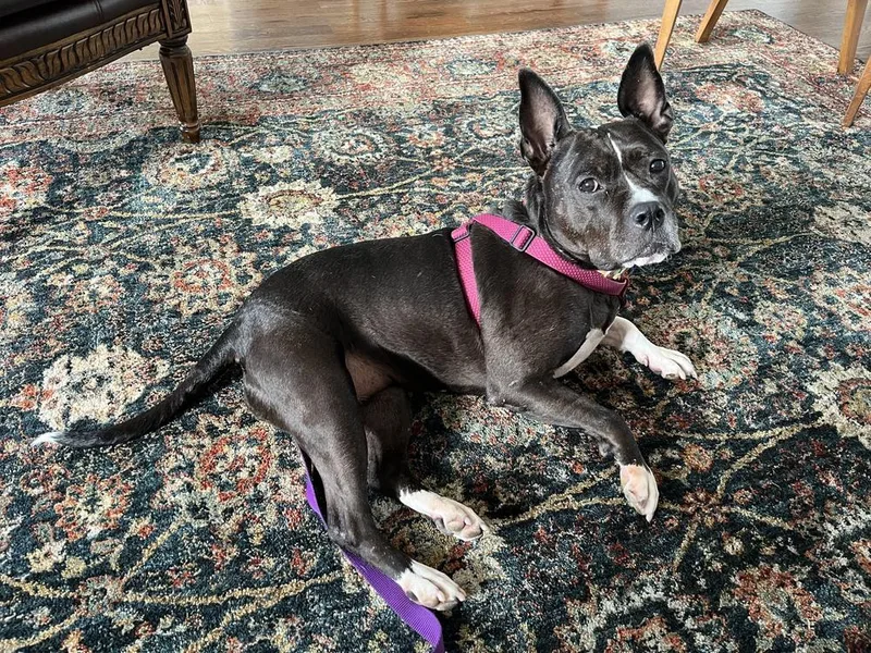 Proud Mary  Tn thumbnail 3