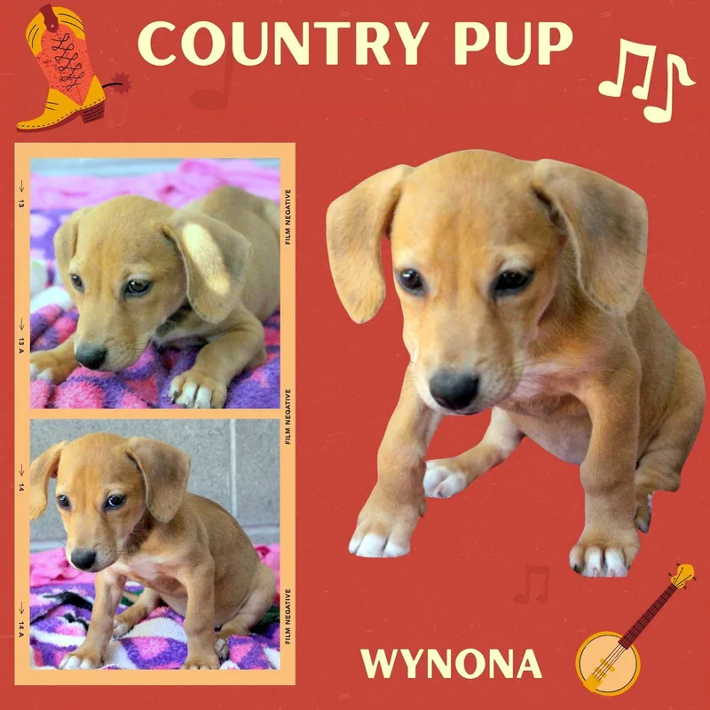 A baby small-sized female Hound dog named Wynona for adoption in LINDSAY, CA