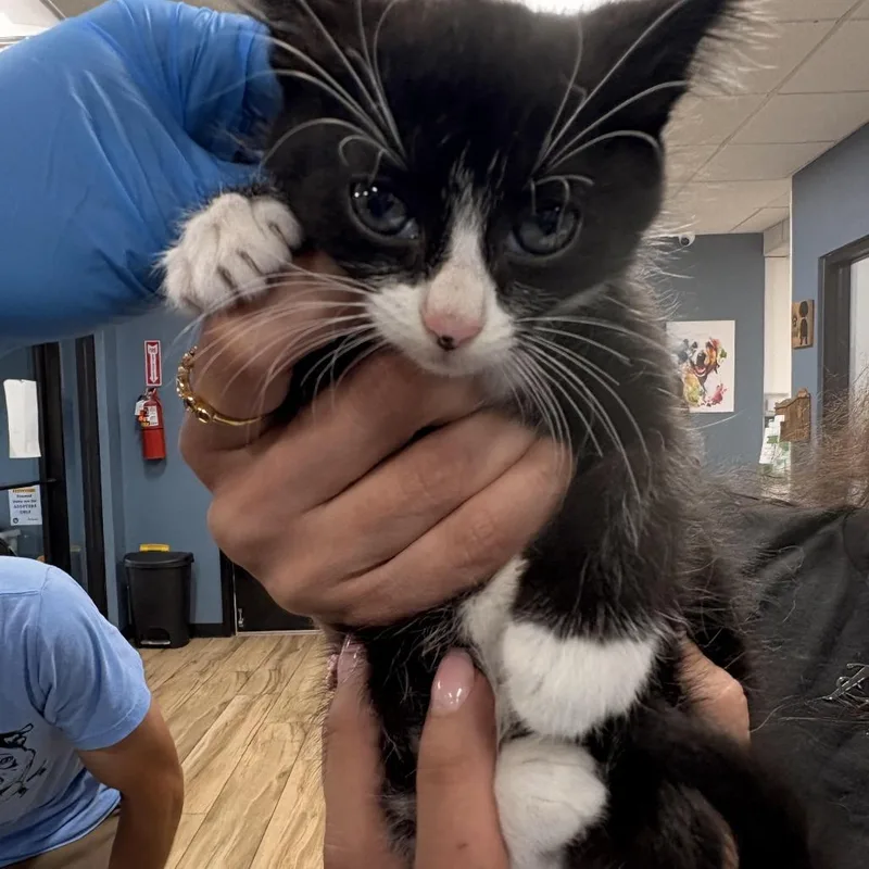 A baby small-sized female Black Domestic Short Hair cat named Marshmallow for adoption in Newark, NJ