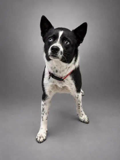 An adult small-sized female Cardigan Welsh Corgi dog named Dorothy Dot for adoption in Bowling Green, KY