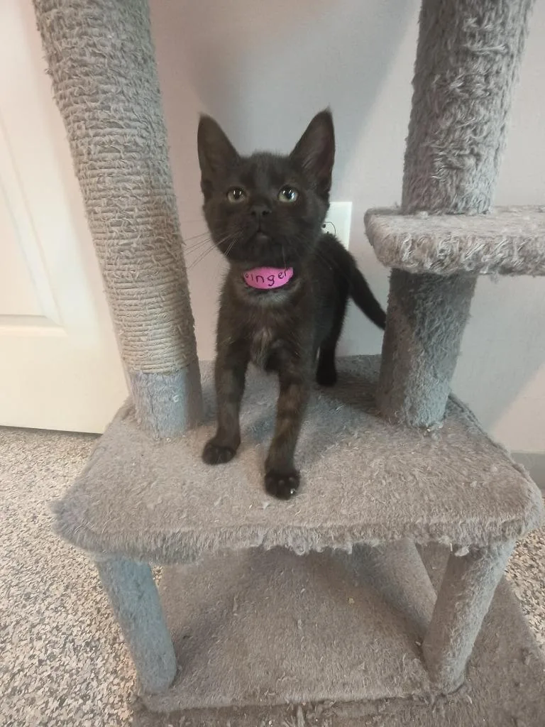 A baby small-sized female Domestic Short Hair cat named Ginger for adoption in Athens, TN