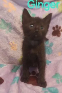 Ginger thumbnail 2