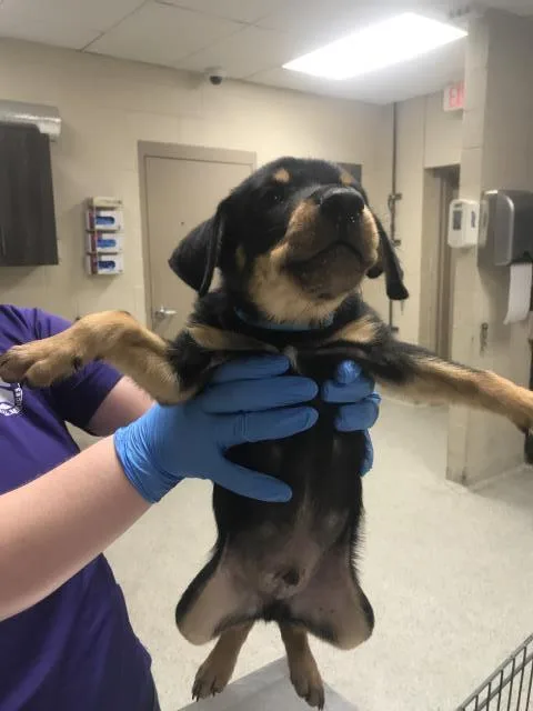 A baby small-sized male Dachshund dog named A for adoption in Conroe, TX