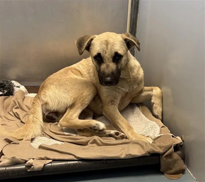 A young small-sized female German Shepherd Dog dog named Poppy for adoption in Houston, TX
