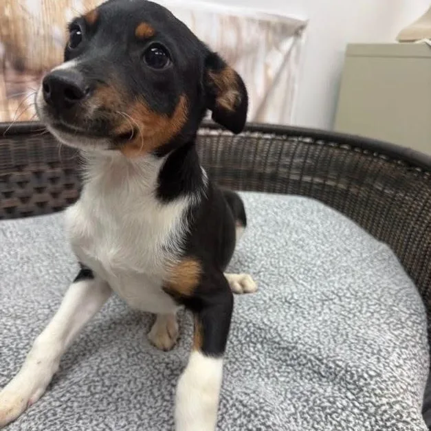 A baby medium-sized male Tricolor (Brown, Black, & White) Terrier dog named Ozzy for adoption in Neillsville, WI