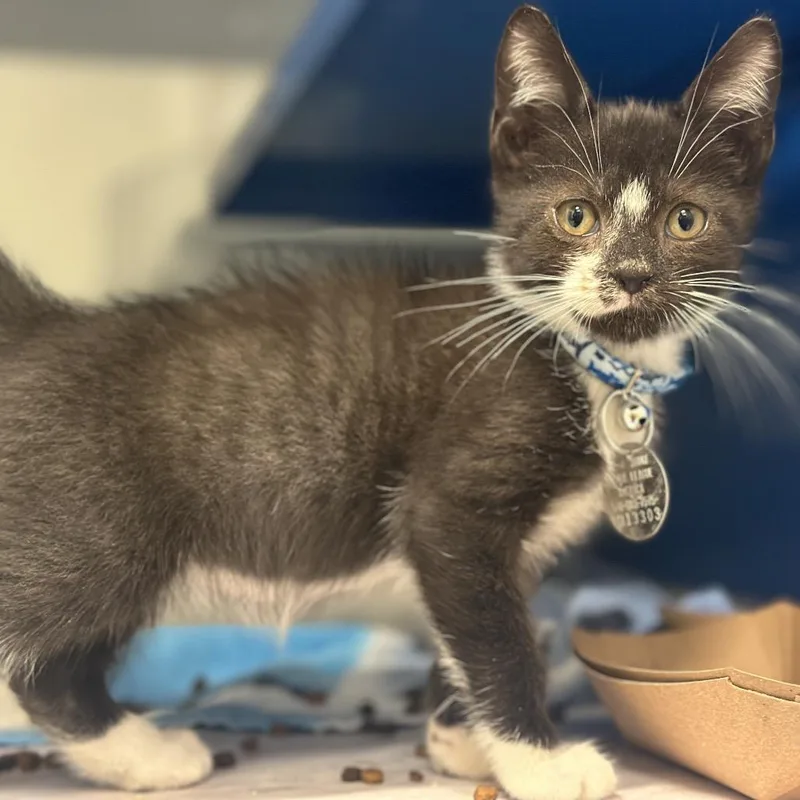 A baby small-sized male Black Domestic Short Hair cat named H Purin for adoption in Port Washington, NY