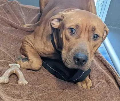 A young medium-sized male Pit Bull Terrier dog named Buck for adoption in Daytona Beach, FL
