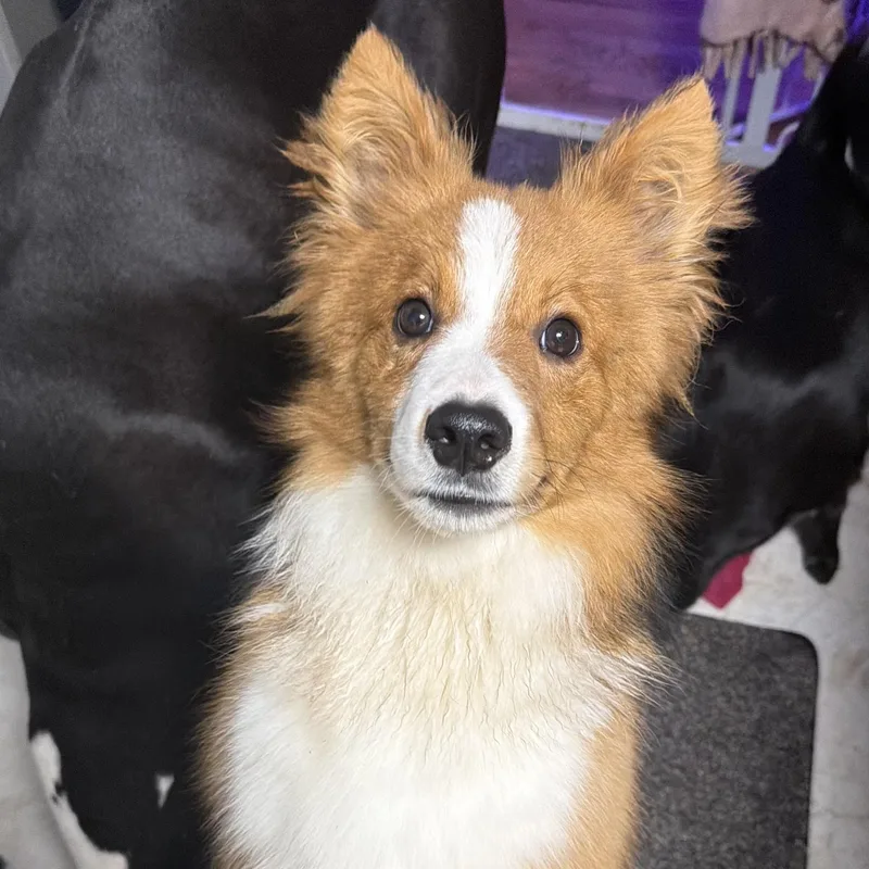 Dill Pickle thumbnail 2