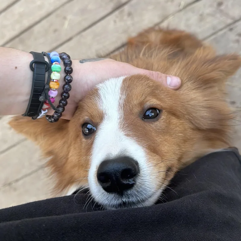 Dill Pickle thumbnail 3