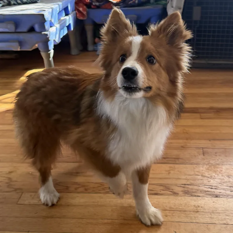 Dill Pickle thumbnail 4