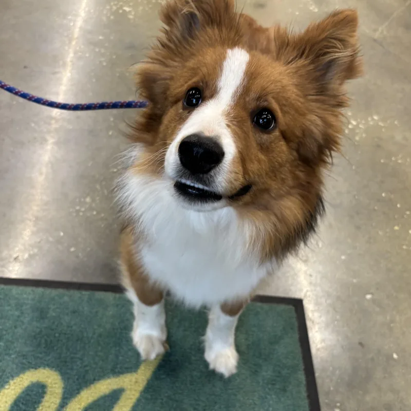 Dill Pickle thumbnail 5