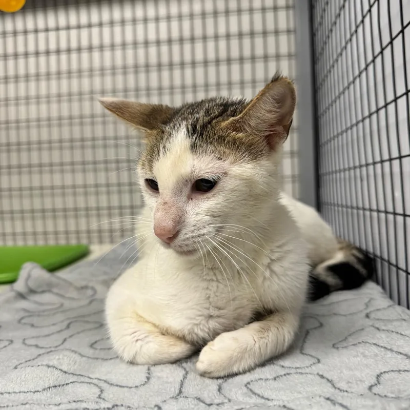 A young medium-sized female Domestic Short Hair cat named Kadence for adoption in Columbiana, AL