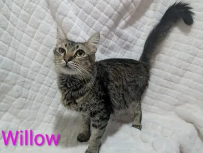 An adult medium-sized female Domestic Medium Hair cat named Willow for adoption in Edmond, OK