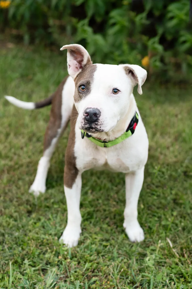 An adult medium-sized female White / Cream Pit Bull Terrier dog named Allie for adoption in Commerce City, CO