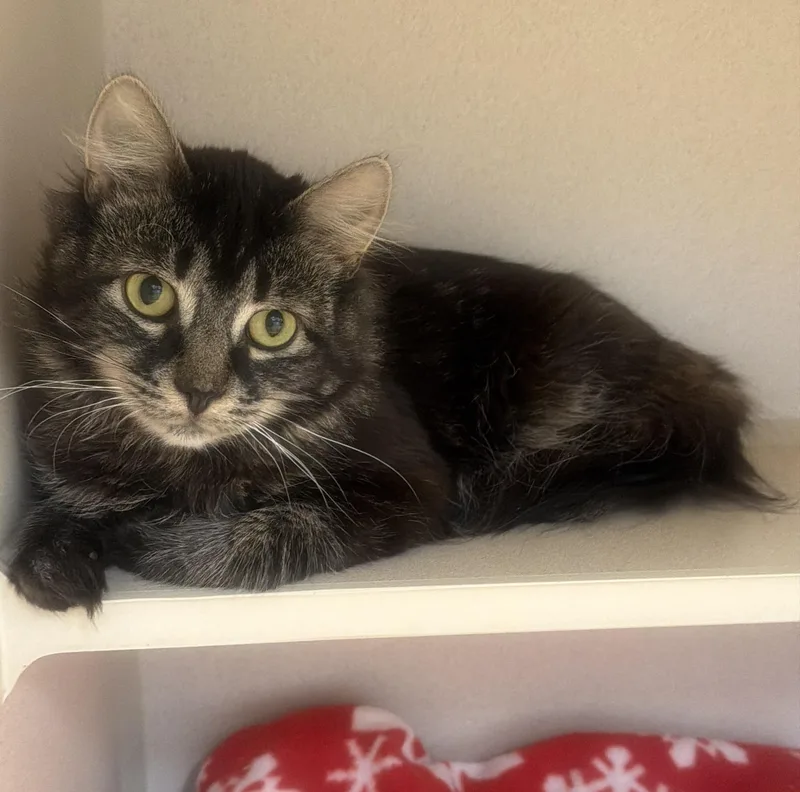 A young medium-sized male Tabby (Brown / Chocolate) Domestic Medium Hair cat named Beetlejuice for adoption in Hudson, NY