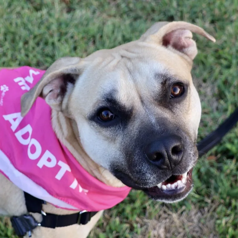 An adult medium-sized female Pit Bull Terrier dog named Goldie PP for adoption in St Joseph, MO