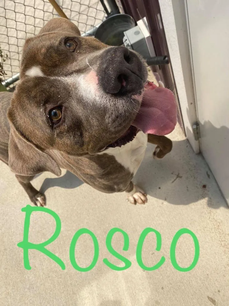 Rosco thumbnail 4