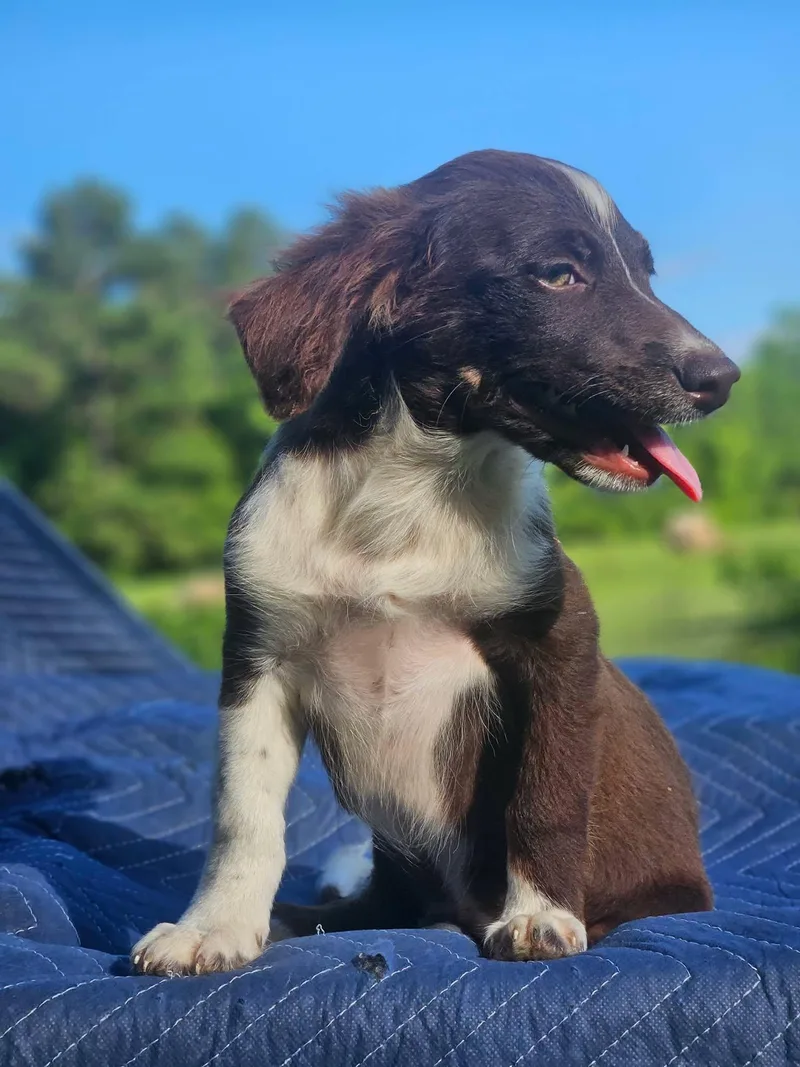 A baby small-sized male Australian Shepherd dog named Lamborghini Diablo Cars for adoption in Wakefield, RI