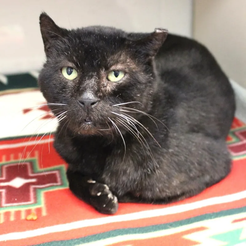 A senior large-sized male Black Domestic Short Hair cat named Big Boy for adoption in Gloucester, VA