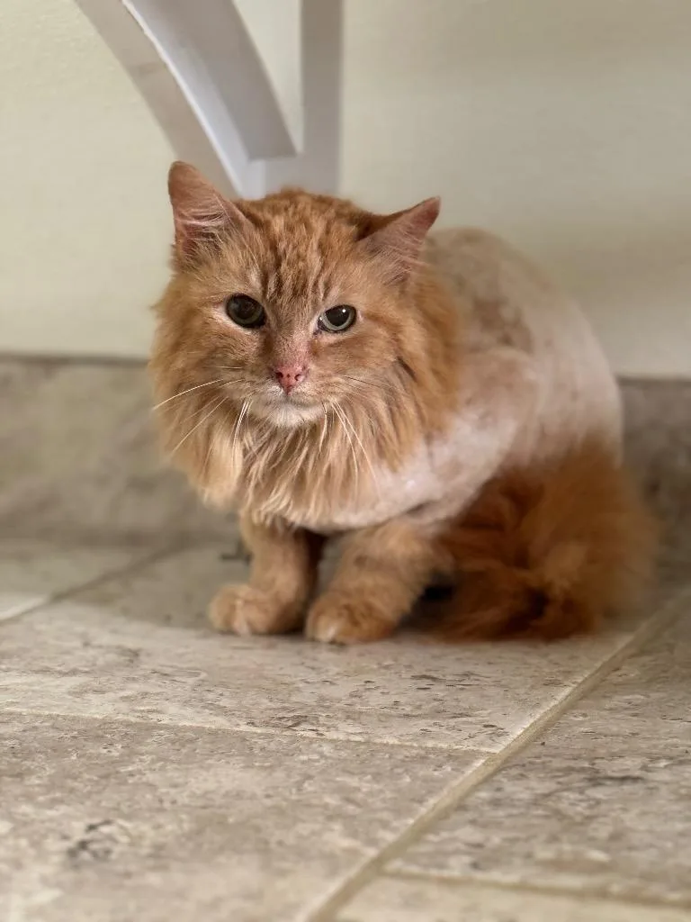 A senior medium-sized male Domestic Long Hair cat named Morris for adoption in Hot Springs, AR