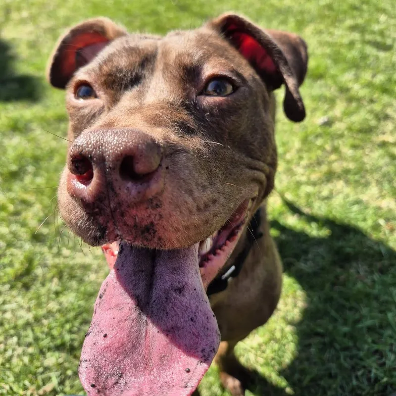 An adult medium-sized female Brown / Chocolate Mixed Breed dog named Pattie for adoption in Oak Park, IL