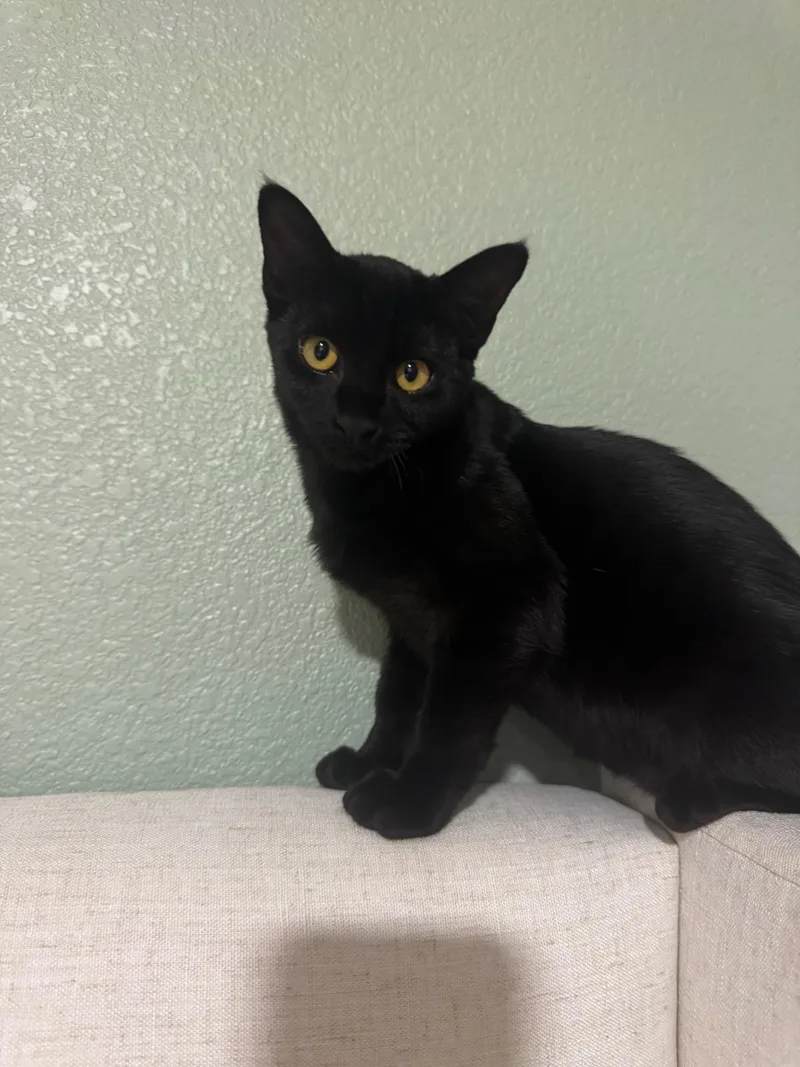 A baby medium-sized female Domestic Short Hair cat named Skittles for adoption in Lincoln, CA
