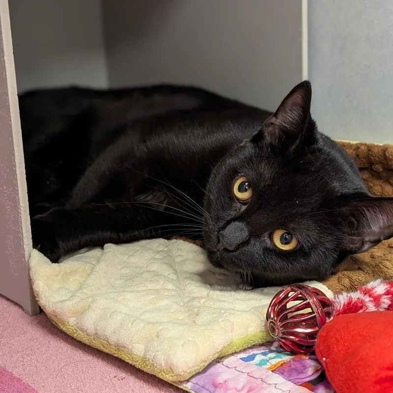 A young small-sized male Black Domestic Short Hair cat named Malcom for adoption in Buchanan Dam, TX