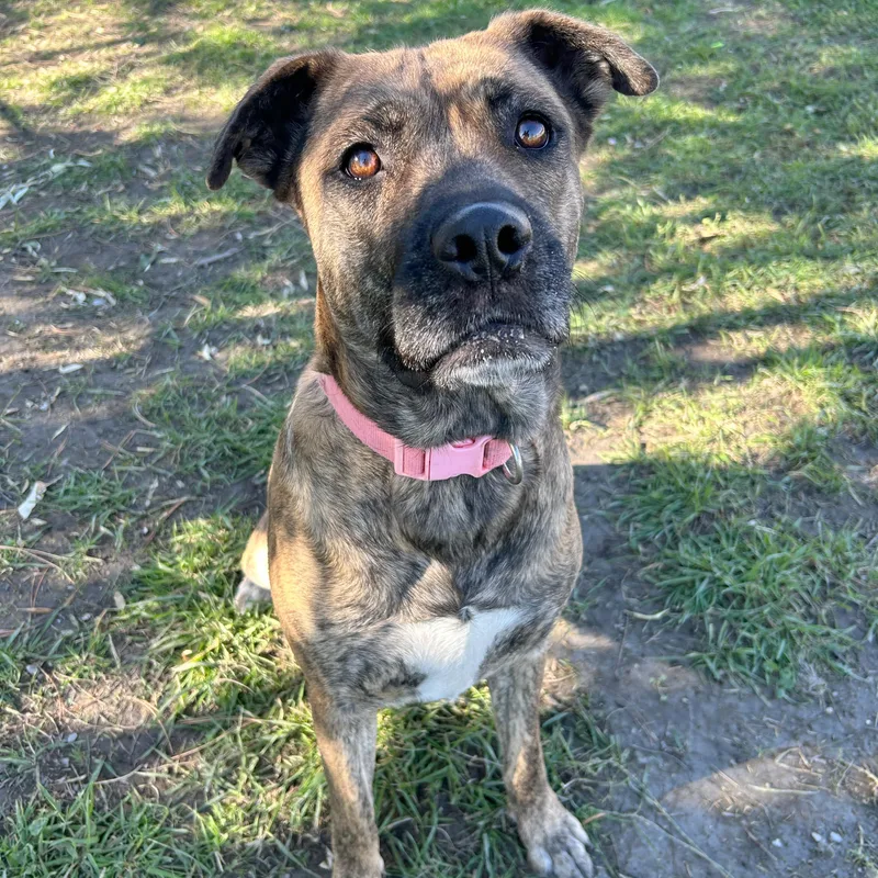 A young large-sized female Brindle Mastiff dog named Delphine for adoption in Lindon, UT