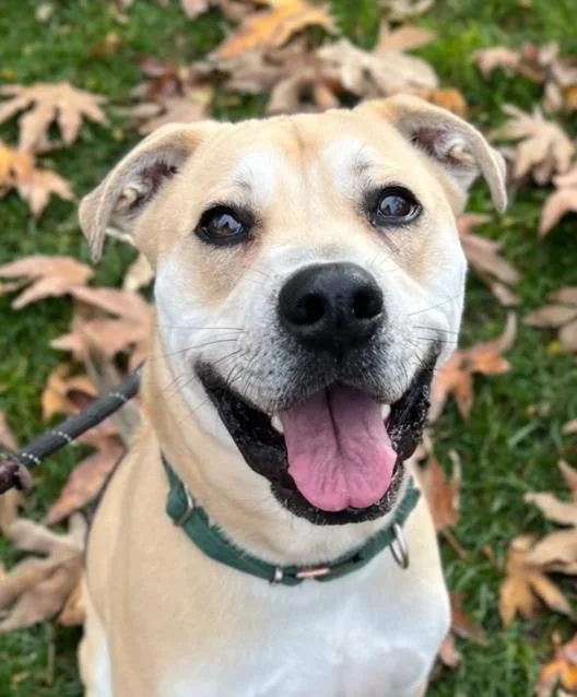 An adult medium-sized male Staffordshire Bull Terrier dog named Bowie for adoption in Woodland, CA