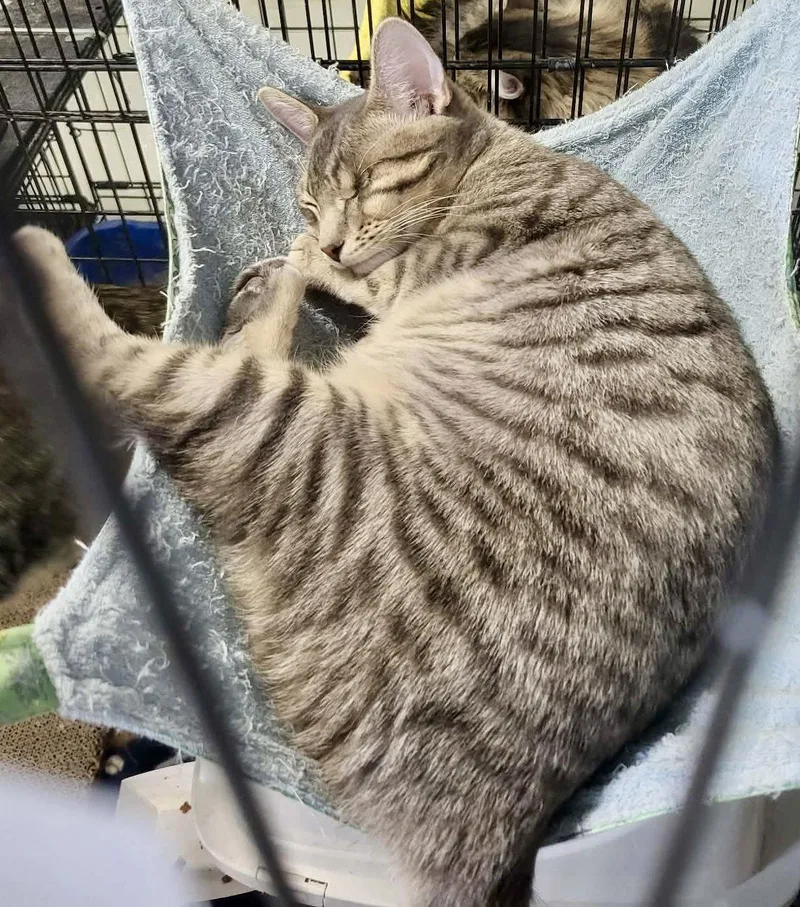 Hazybonded To Elysian