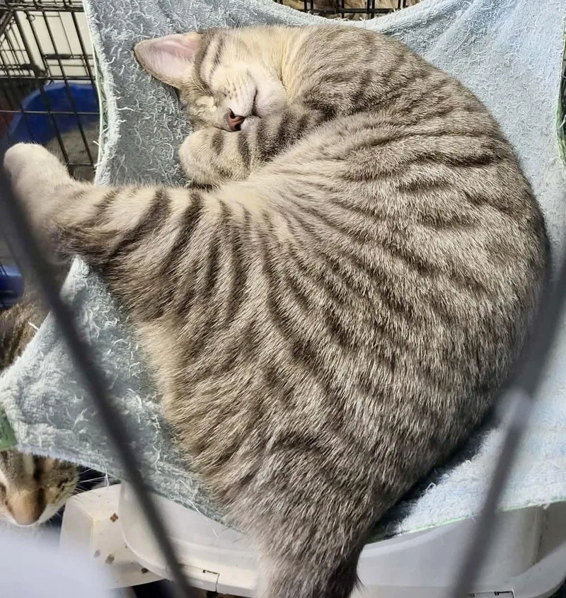 Hazybonded To Elysian thumbnail 2