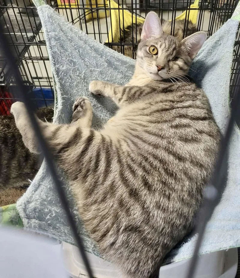 Hazybonded To Elysian thumbnail 3