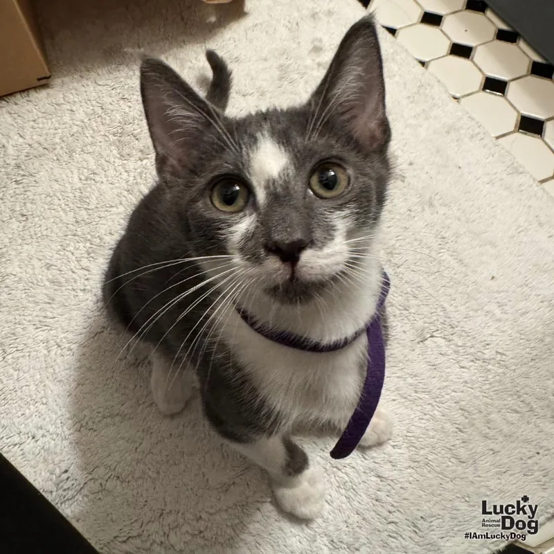 A baby medium-sized male Gray & White Domestic Short Hair cat named Zaxby for adoption in Washington, DC