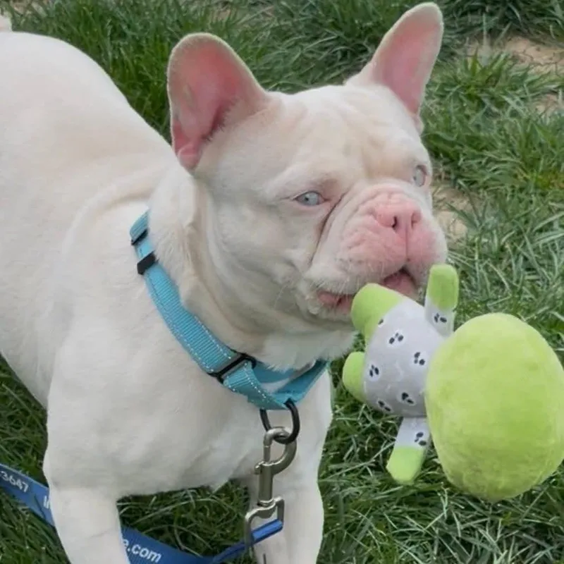 An adult medium-sized male White / Cream French Bulldog dog named Mew for adoption in Huber Heights, OH