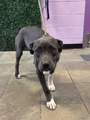 A young large-sized female Gray / Blue / Silver Pit Bull Terrier dog named Margherita for adoption in El Paso, TX