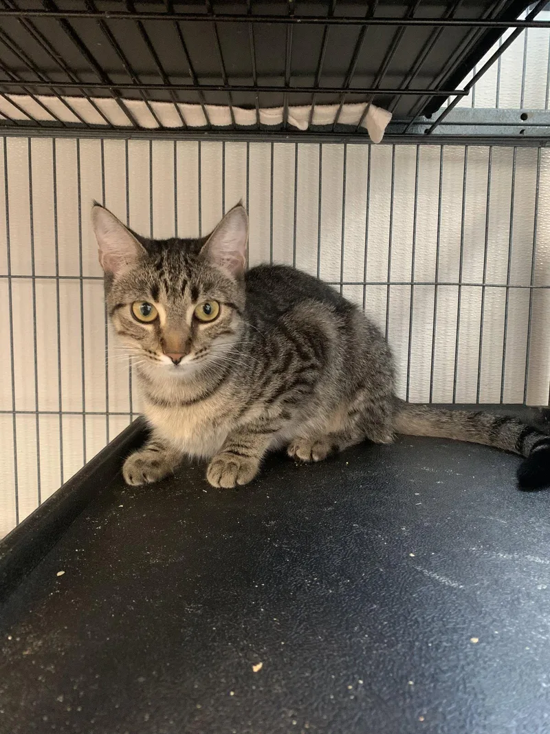 A baby medium-sized female Domestic Short Hair cat named Mushroom for adoption in Sanford, FL
