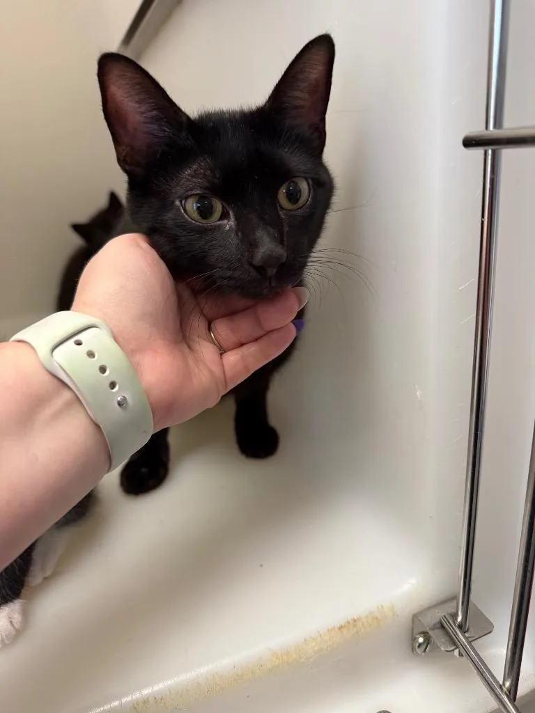 A young medium-sized female Domestic Short Hair cat named Sheila for adoption in Columbia, TN