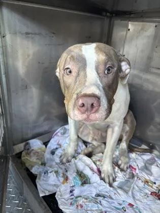 An adult large-sized male Pit Bull Terrier dog named Tiger for adoption in West Chester, PA