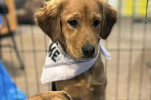 A baby large-sized male Hound dog named Killick for adoption in El Centro, CA