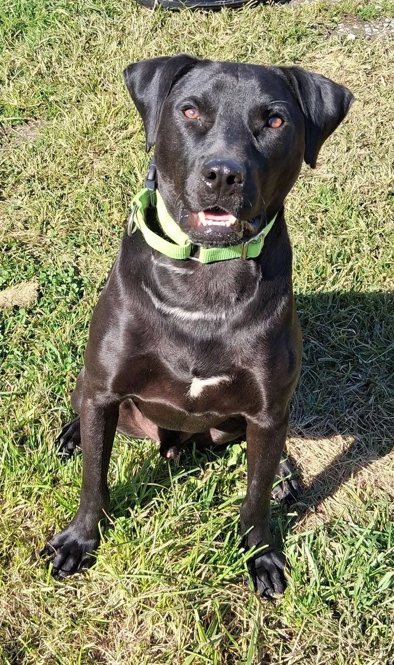 A young medium-sized male Black Labrador Retriever dog named Tasty Waffles for adoption in Cuyahoga Falls, OH