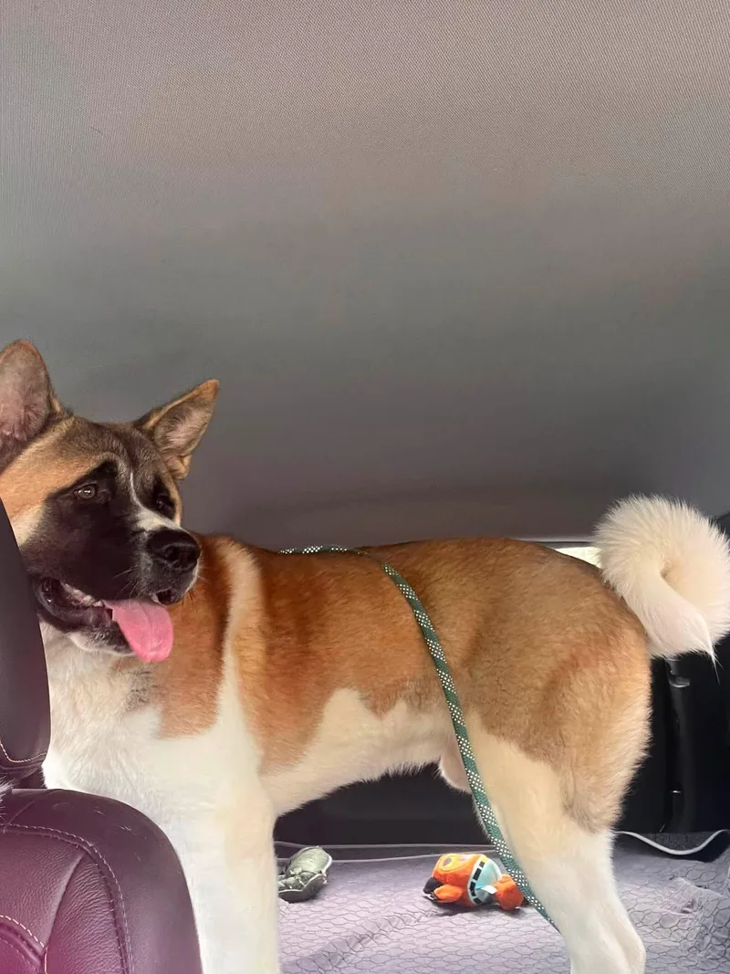 A young large-sized male Akita dog named Cooper for adoption in Chicago, IL