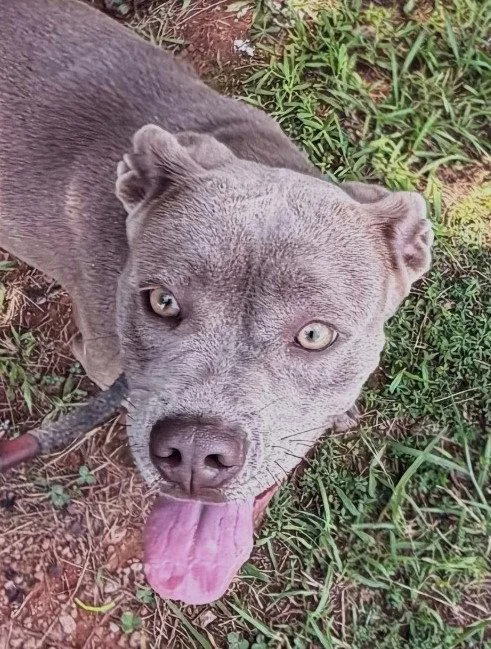 A young medium-sized female Pit Bull Terrier dog named Mitzie for adoption in Carrollton, GA